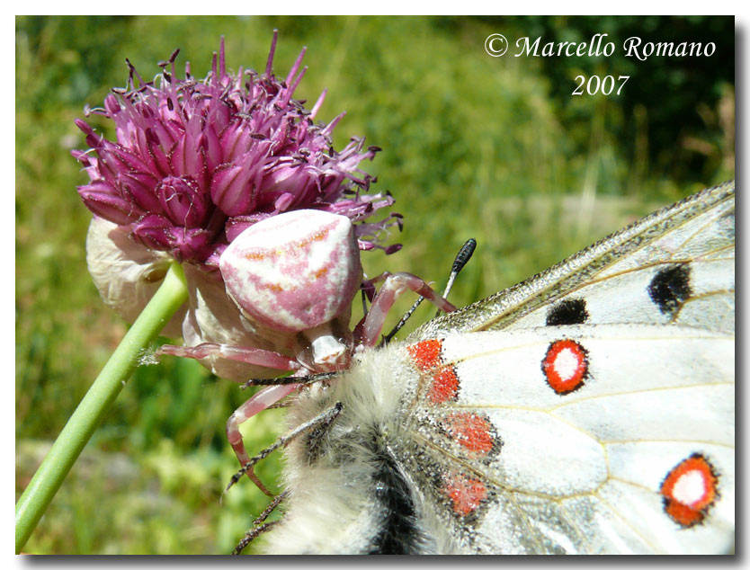 Parnassius apollo, ovvero: l''apparenza inganna!